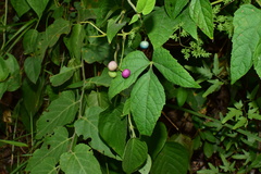 Ampelopsis glandulosa heterophylla