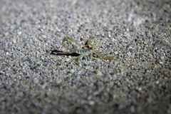 Smeringurus