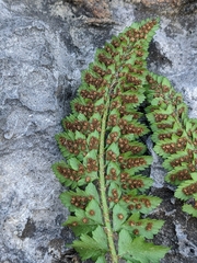 Polystichum kruckebergii