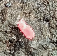Bilobella braunerae