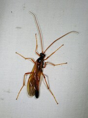 Opheltes glaucopterus barberi