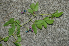 Ampelopsis glandulosa heterophylla
