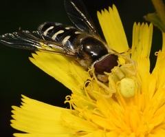 Misumena vatia