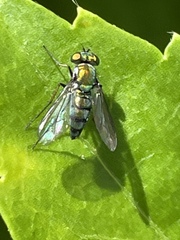 Condylostylus longicornis