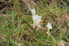 Freesia leichtlinii