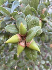 Quercus agrifolia