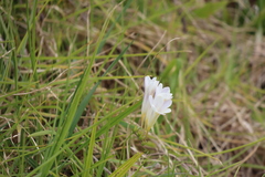 Freesia leichtlinii