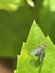 Condylostylus longicornis
