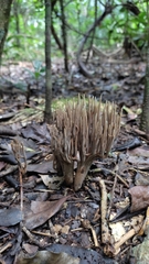 Clavariaceae