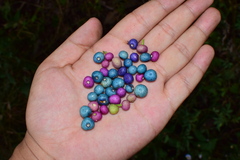 Ampelopsis glandulosa heterophylla