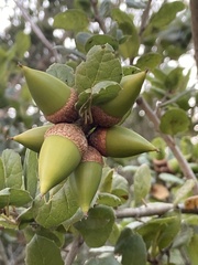 Quercus agrifolia