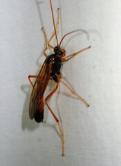 Opheltes glaucopterus barberi