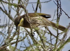Gavicalis fasciogularis