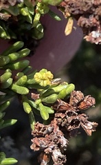 Eriophyes adenostomae
