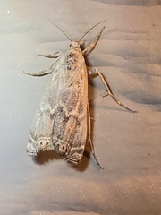 Euzophera semifuneralis