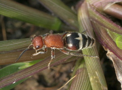 Timulla ferrugata