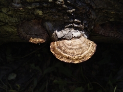 Hexagonia tenuis