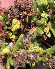 Eriophyes adenostomae