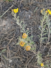 Heterotheca hirsutissima