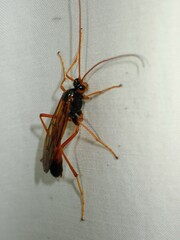 Opheltes glaucopterus barberi