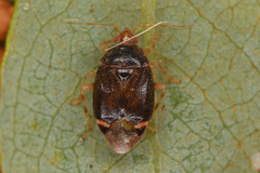 Miridae