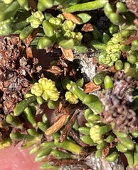 Eriophyes adenostomae