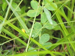 Chamaecrista rotundifolia