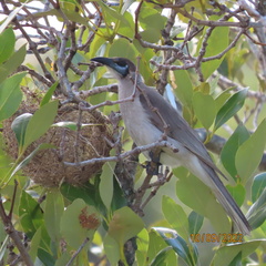 Philemon citreogularis