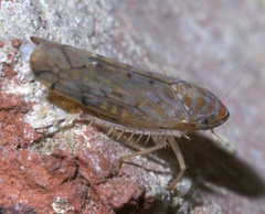 Osbornellus