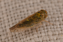 Cicadellidae