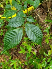Ulmus uyematsui