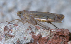 Osbornellus