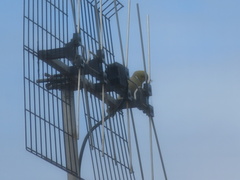 Ptilotula penicillata