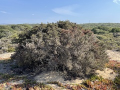 Eriophyes adenostomae