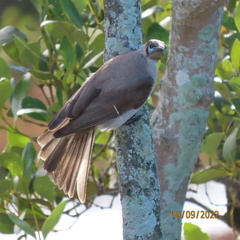 Philemon citreogularis