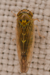 Cicadellidae