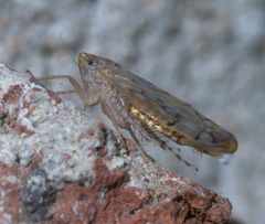 Osbornellus
