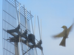 Ptilotula penicillata