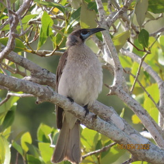 Philemon citreogularis