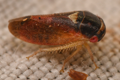 Iassinae