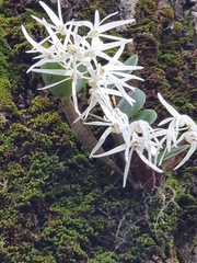 Dendrobium aemulum