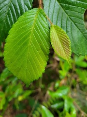 Ulmus uyematsui