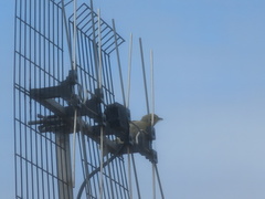 Ptilotula penicillata