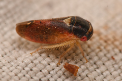 Iassinae