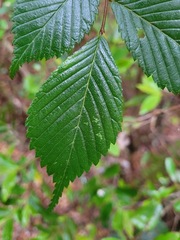 Ulmus uyematsui