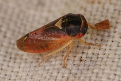 Iassinae