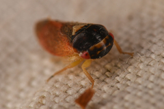 Iassinae