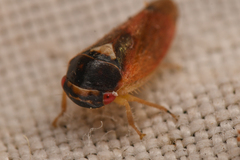 Iassinae