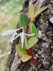 Dendrobium aemulum