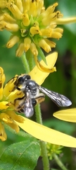 Lasioglossum coriaceum
